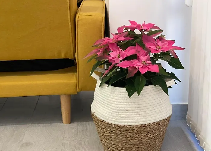 Nuevo Folin * Don Benito